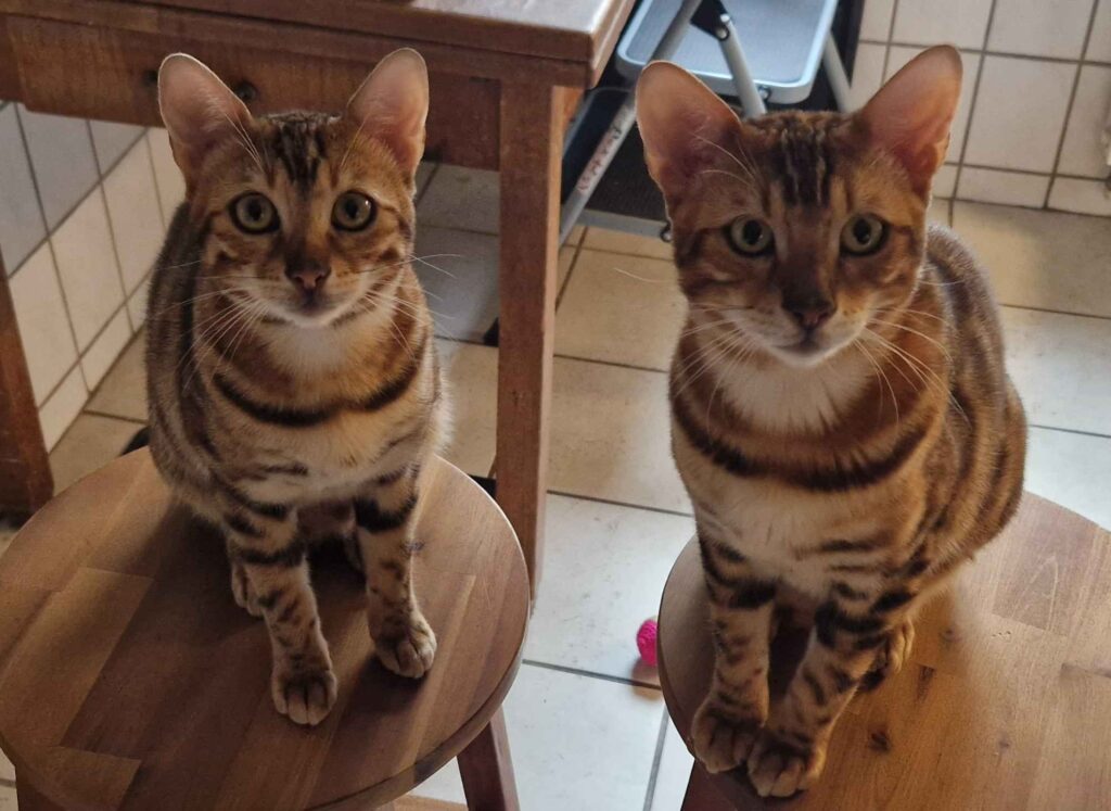 The bosses (they are cats)