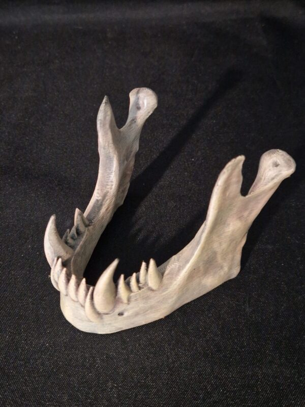 Smartphone Display: Fangs